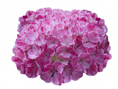 ORTENSIA (Hydrangea)  PINKY BINDER®