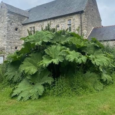 GUNNERA MANICATA