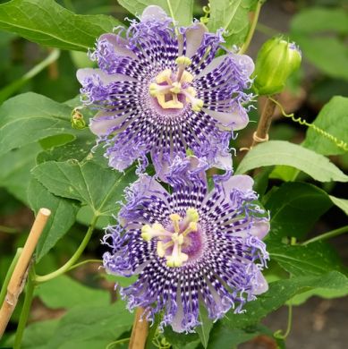 PASSIFLORA FATA CONFETTO