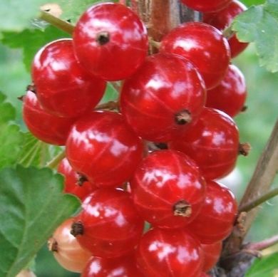 RIBES ROSSO JONKHEER VAN TETS