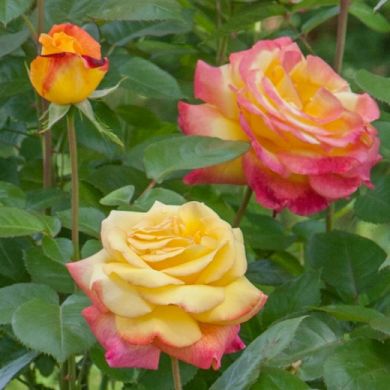 ROSA - ROSAIO RAMPICANTE-ORIENTAL PEACE®Baipeacesar