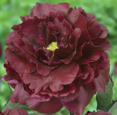 PEONIA  ERBACEA- BLACK BEAUTY -