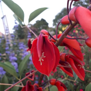 ERYTHRINA CRISTA GALLI COMPACTA