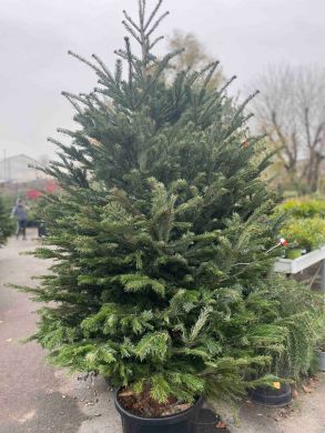 albero di natale naturale 
