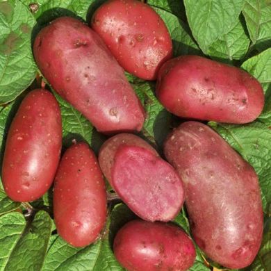 patate da semina - Ingegnoli