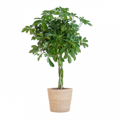 Schefflera Arboricola Nora