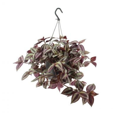 Tradescantia