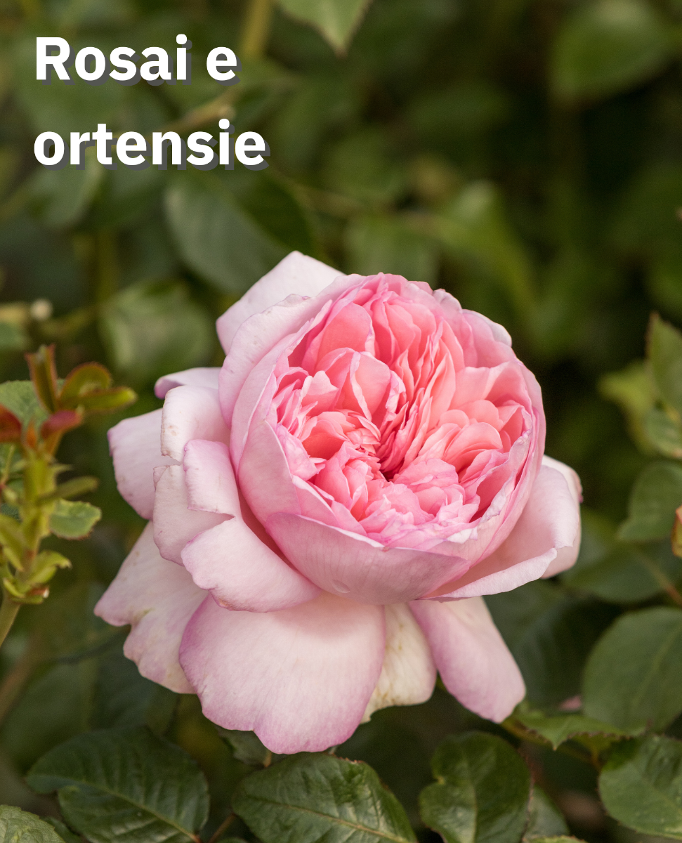 Ortensie e Rosai