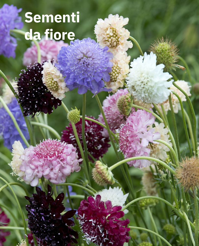 Sementi da fiore